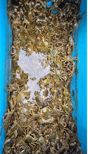 한탄강청년어부 어탕 매운탕용 참게 추가, 60g, 1개