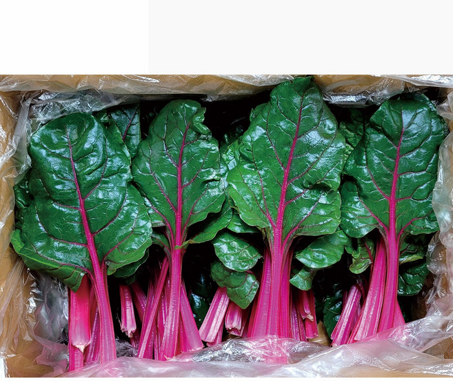 야채왕 적근대, 적근대 2kg, 1개