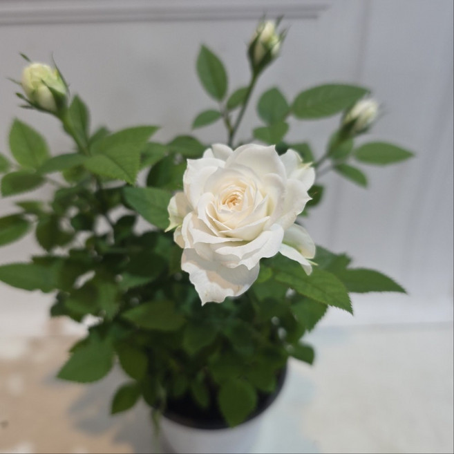 흰색장미 화이트장미 흰색 노지월동 미니장미 사계장미 건돌이, 1개, 기본