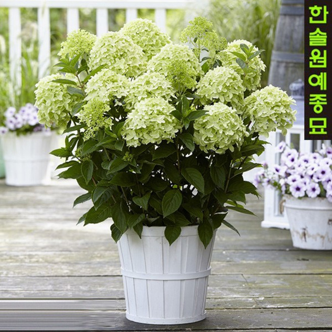 유럽 목수국 특선 네덜란드 신품종 향기수국, 06.헤라클레스 P9 포트, 1개