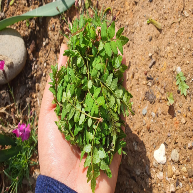 국산 제피순 재피순 생제피잎 특품, 1개, 1kg