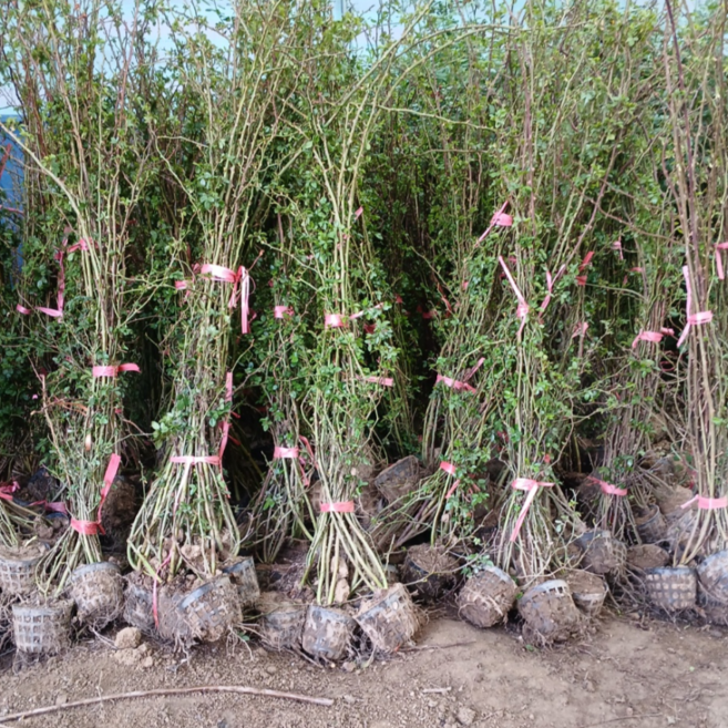 [틔움해찬]줄장미 덩굴장미 빨강색 개화주 울타리장미 3주묶음, 일반줄장미, 1세트