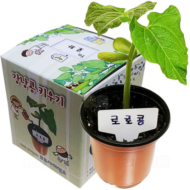 강낭콩키우기 강낭콩기르기 식물관찰 키우기키트