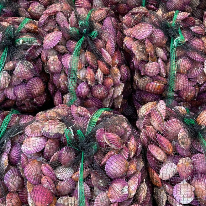 당일조업 국내산 통영 홍가리비 생물, 1박스, 1kg