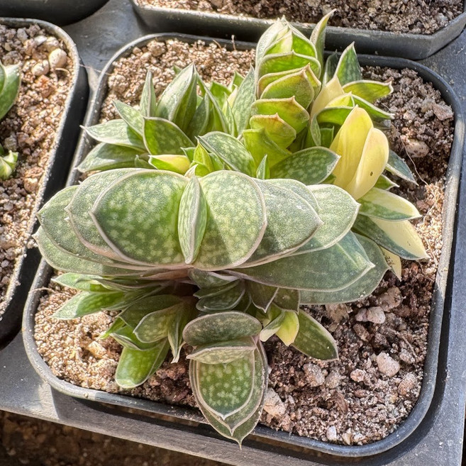 올식스 자보금 2호 금전운을 부르는 무늬 다육이 개업 집들이 선물 화분, 단일, 1개