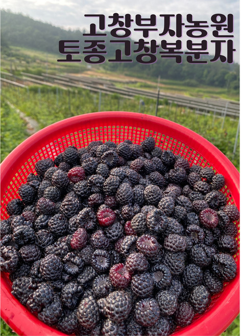 [프리미엄]고창복분자생과/ 첫물복분자/ 25년6월12첫수확후급냉! / 햇복분자 냉동제품 / 100%고창산 /, 1개, 토종복분자200g