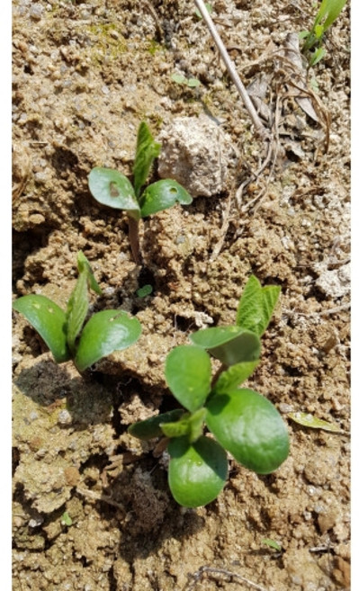 2025년 국산콩 햇청태콩 5kg, 1개