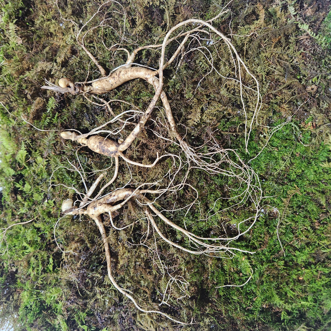 산삼 강원도 인제 산양삼 1200고지 장뇌삼 야생 방치 산양산삼, 1박스, 6년근  10뿌리