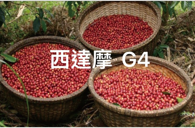 衣索比亞西達摩 日曬G4 配豆優選, 1個