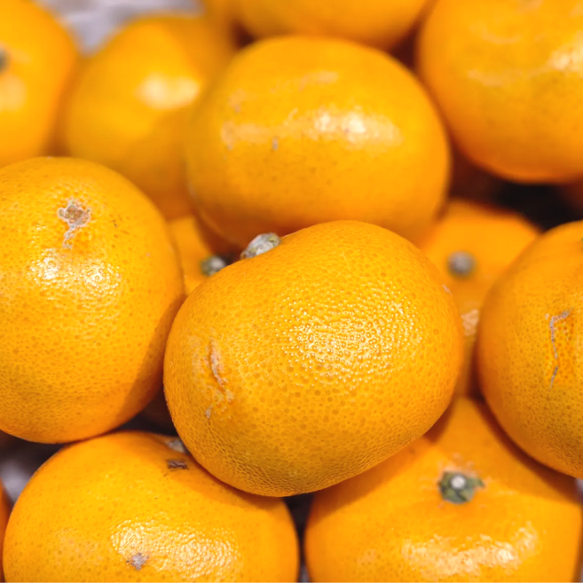 [초특가할인] 천혜향 제주 천혜향 천해향 가정용, 1박스, 천혜향 10kg 혼합과