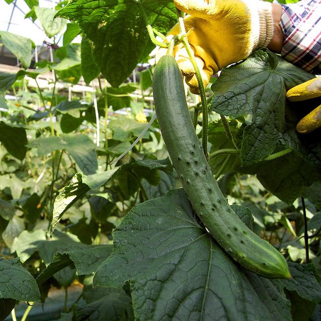 지리산 구례 취청오이 청오이 특품 5kg 10kg 게르마늄 농장 직송, 구례 취청오이 특품, 1박스, 5kg(23개내외)
