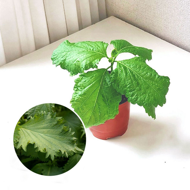 시소잎 키우기 풀 패키지 재배키트 DIY 차조기 소엽 청소엽 이색채소, 식물키트