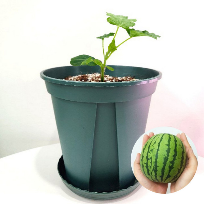 파머시카 애플수박키우기 베란다텃밭 화분 세트, 애플수박 모종