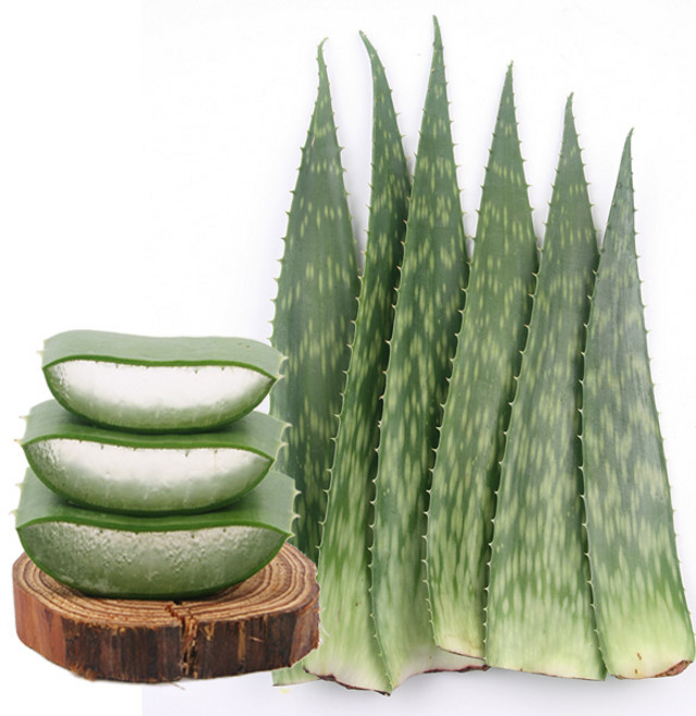생 알로에 사포나리아 4kg, 1개