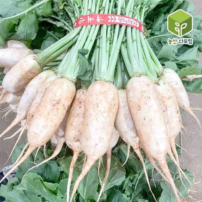 국내산 알타리무 총각무 초롱무 1단 4kg, 1개