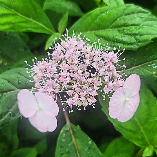 [굿프렌드] 차수국 모종 묘목 차수국차(감로차 이슬차) 차수국잎 포트묘 묘목(소) 추가구성, 묘목 (대), 1개