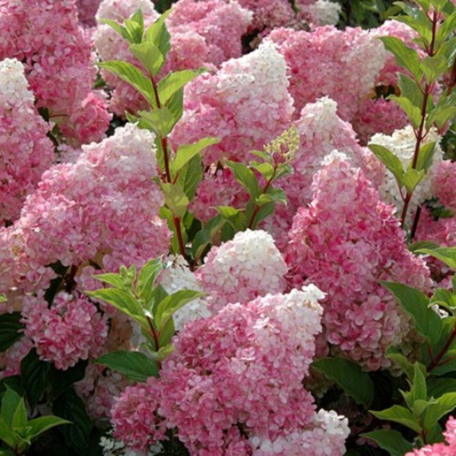 유럽목수국(바닐라프레이즈) / 제이에스그린 / 4치포트 120L포트 7치화분, 1개