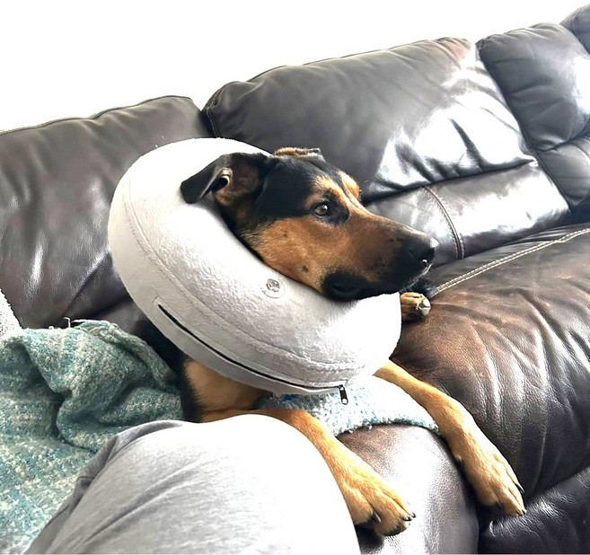 카라몰리 강아지 넥카라 쿠션 튜부형 중성화 깔대기 초경량, 1개, 그레이