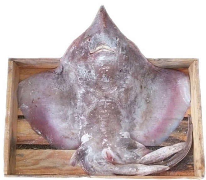 국산 홍어500g+묵은지500g (홍어삼합 세트) 삼합홍어 홍어회 삭힌홍어, 국산홍어500g+전라도묵은지500g(중간), 1개