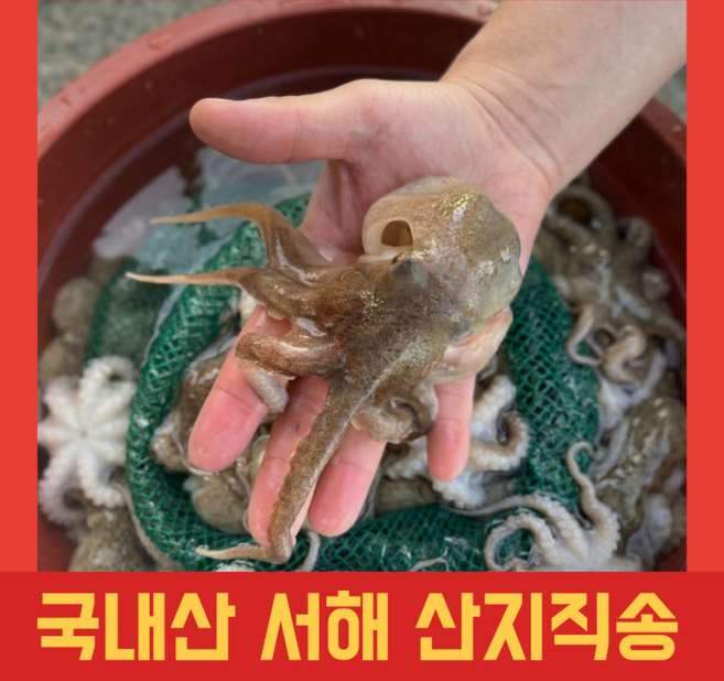 [산지직송] 봄 제철 당일조업 랜덤 알베기 국내산 서해 활쭈꾸미, 1박스, 1kg