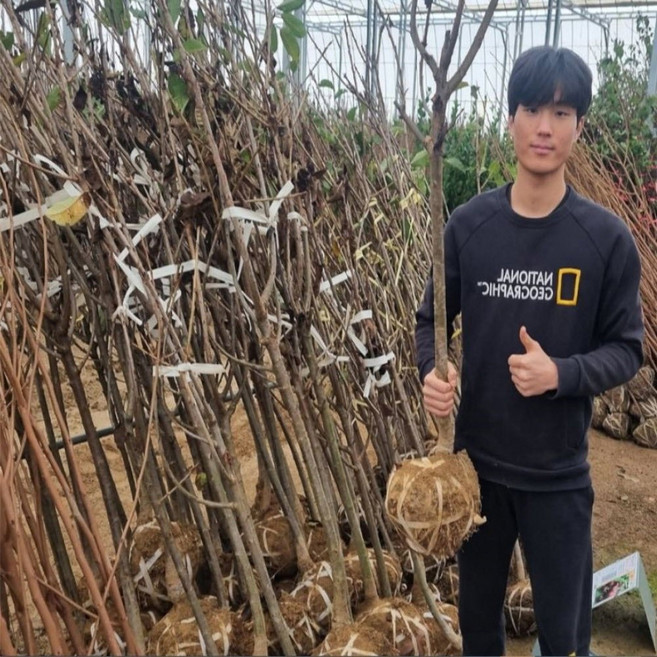 체리나무 묘목 라핀체리 3년생 일반대목 콜트접목, 라핀 3년 분다리 특묘(일반벚대목)