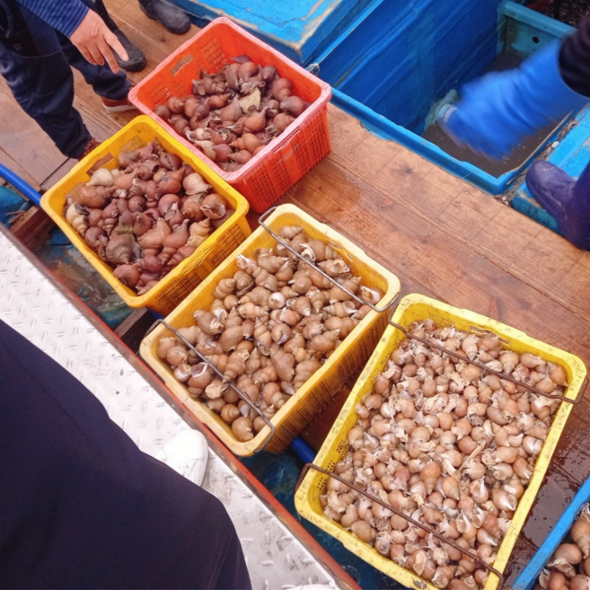 산미담 백고동 동해안 포항 제철 생물 당일조업, 1개, 급냉 중대믹스 1kg