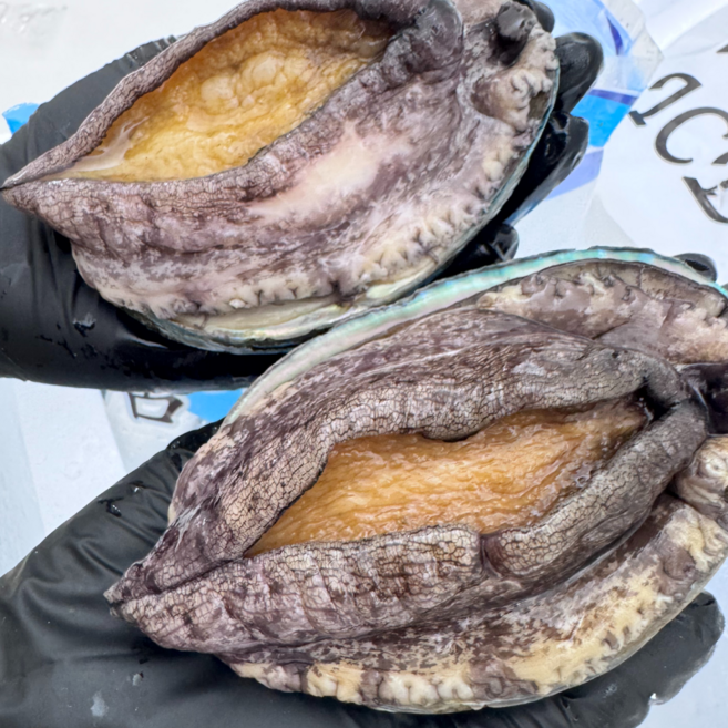 파도스토리 완도전복 왕특대 직거래 산지직송 산소포장 선물 세트, 1박스, 1kg(왕특대 8-9미 )