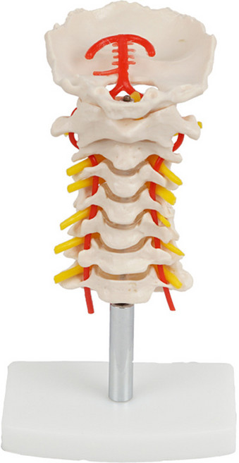 해부 인체모형 병원 학교 실습용 교육용, 경추관절모형