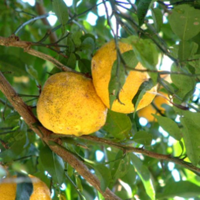 묘목/유자나무/7치화분 결실주 G0129, 1개