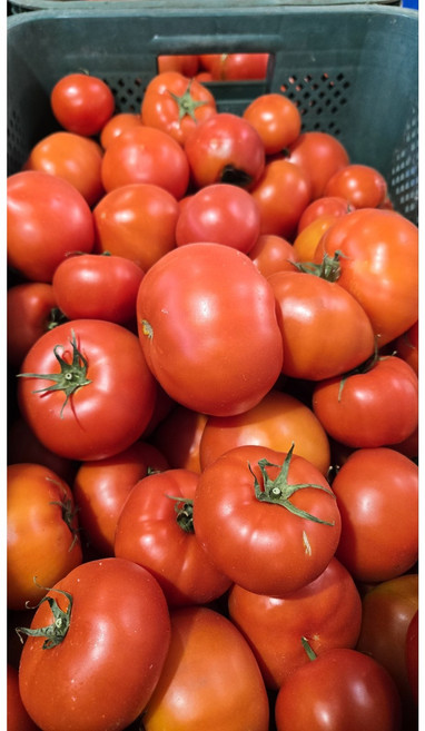 스마트팜 완숙토마토 아삭아삭 대저토마토 주스용, 1개, 주스용5kg(랜덤과)