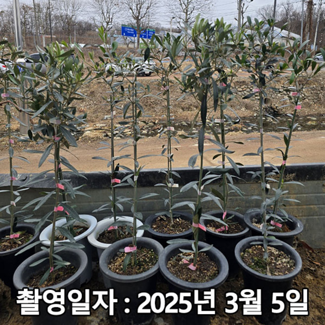착한가격 나무생각 / 올리브나무 / 60cm(전후) / 포트, 그린, 1개