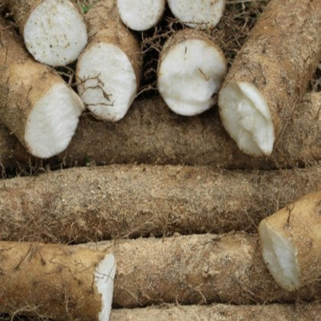 신선한 향과 은은한 단맛 산지직송 국내산 생마 장마, 1박스, 2kg