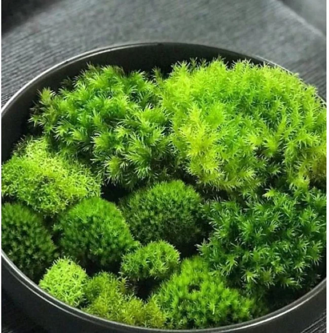 苔蘚組合 適用於盆栽、生態瓶、水族箱造景, 1個