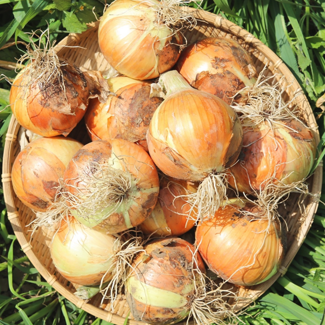 [단독특가] 대형마트납품 특상품 산지직송 국내산 양파, 1박스, 5kg(소)