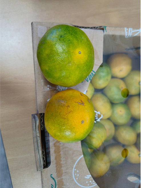 달콤새콤 제주귤2kg, 소과, 1개