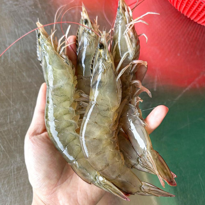 [더파시] 국내산 탱글탱글한 신선급냉 흰다리새우 냉동새우 1kg (20~25미), 1개, 프리미엄 새우 1kg (20~25미)