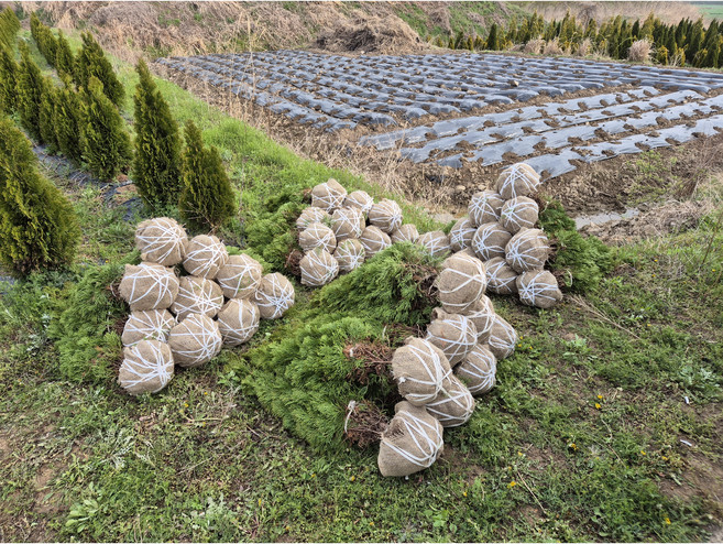 에메랄드그린 1m 전후 (분묘), 1개, 1m분묘