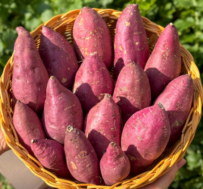 꿀 떨어지는 해남 햇 호박고구마, 1박스, 햇 호박고구마(중)3kg