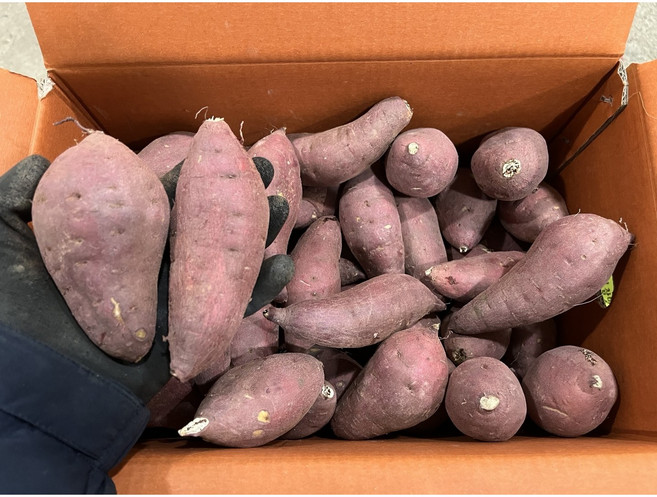 통째로팜 25년 고구마 꿀고구마 10kg 박스 소 중 중상 긴특 특 상 왕특 못난이, 1개, 10kg 중~중상 80~140g