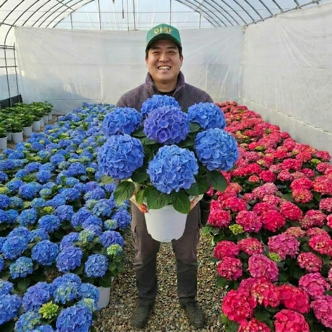 수국 화분 파랑색꽃 제주 원예 청수국 대품 수국키우기, 원예수국(블루)대품 기본포트, 1개