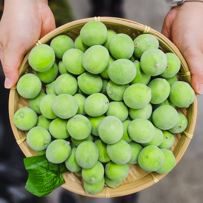 매실 모형 청매실 모조 열매 과일 촬영 장식 소품 10p