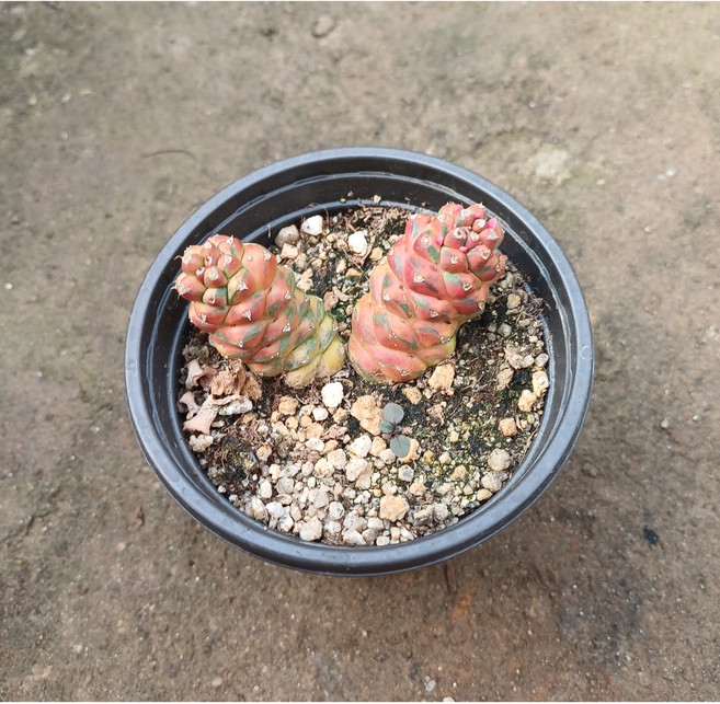 행복한꽃순이/리치아이금선인장