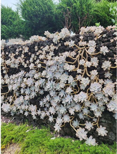 [삼다원]분홍용설, 1개