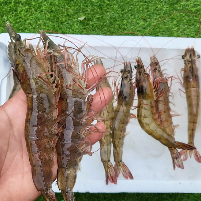 고흥 신안 산지직송 싱싱한 활 흰다리새우, 1박스, 500g(17미 내외)