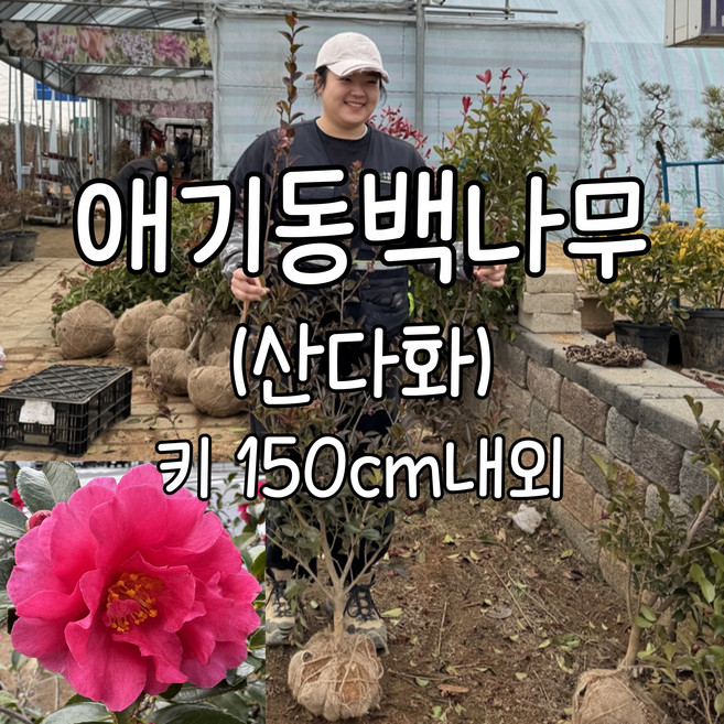 산다화 애기동백나무 개화주 키150cm 내외 진분홍색 꽃이 매력적인 애기동백나무 수성조경농원, 1개, .
