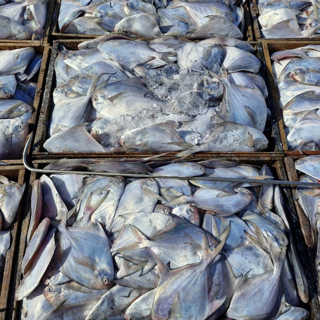 당일조업 자연산 병어 a pomfret, 1박스, 생물 3kg (24미 내외)