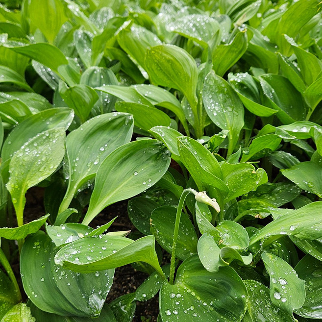 국내산 강원도 울릉도종 명이나물 잎명이, 500g, 1박스