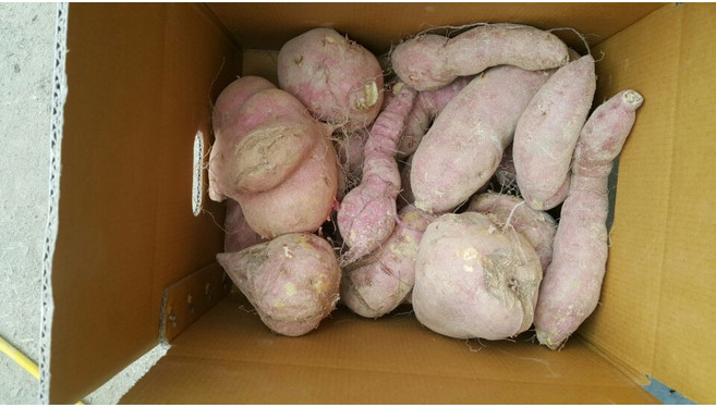 조은해남 꿀밤고구마 호박고구마, 10kg 못난이 (꿀,호박 랜덤발송), 1개