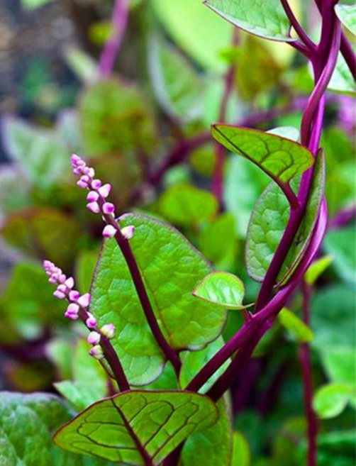 말라바시금치 (황궁채) 씨앗 5립 소포장, 1개