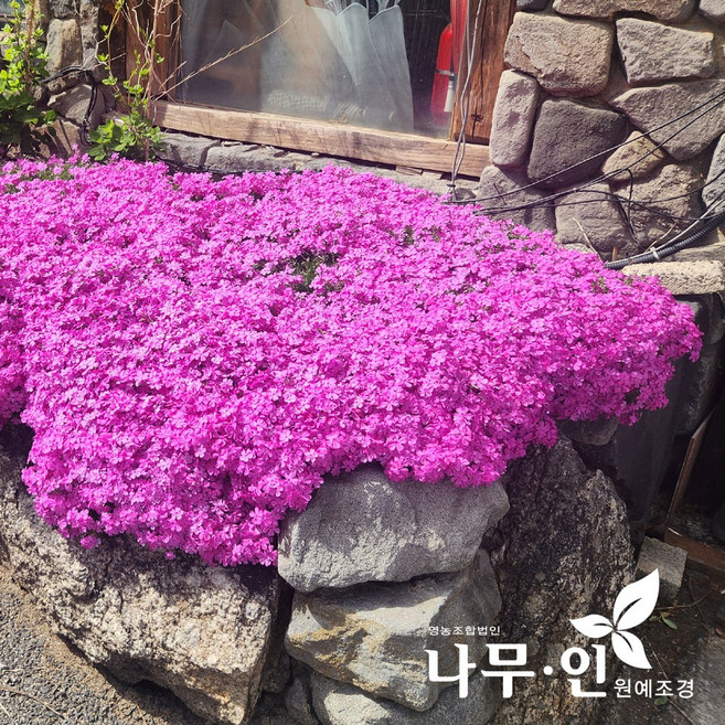 [나무인] 꽃잔디 50본 분홍꽃잔디 홍설품종 포트묘, 50개, 홍설